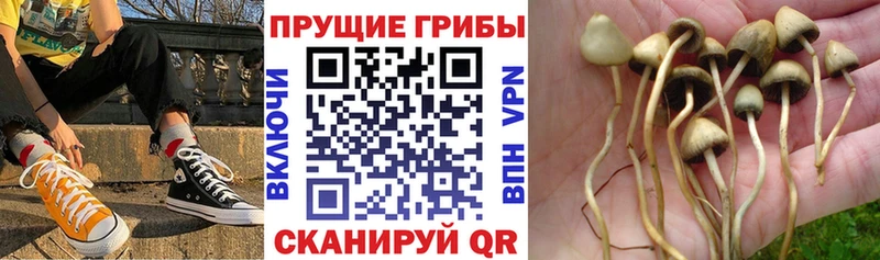 Купить где  Пугачёв  Галлюциногенные грибы мухоморы 